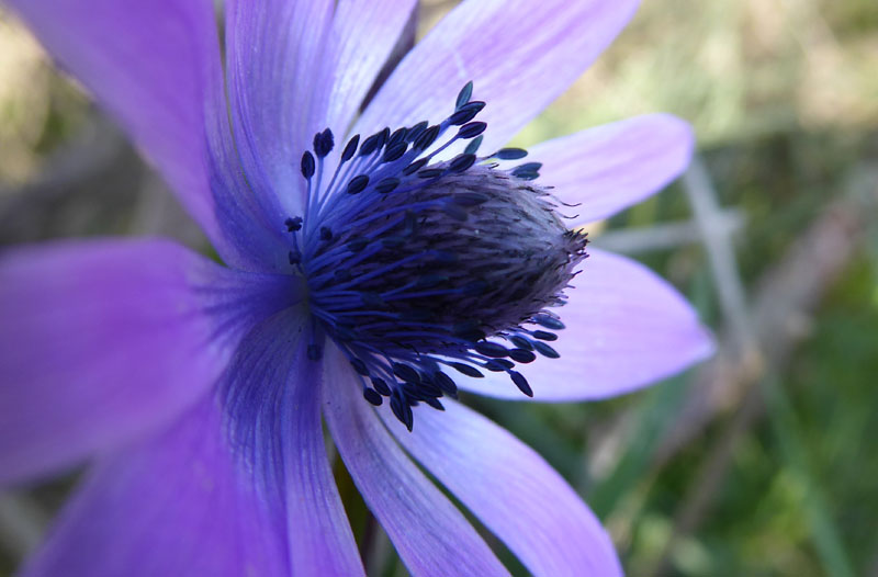 Anemone hortensis - Ranunculaceae